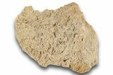 Plate Of Jurassic Crinoid (Ailsacrinus) Fossils - England #243519-3